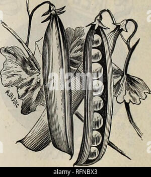 . Semences, plants &AMP ; ampoules. Horticulture pépinières (New Jersey) ; les plantes ornementales, les Catalogues Catalogues ; bulbes (plantes) ; les catalogues de graines de fleurs, graines de légumes Catalogues Catalogues. Pois très tôt "l'Alaska." Fin moyen et variétés. Hauteur en pieds. Juno. C'est le plus emphatiquement appelé par son intermédiaire les meilleurs pois ridé de sa classe. Le grand, droit, broadbacked les gousses sont supportés en grande profusion, mually de plus en plus de paires. Les pois sont vert foncé, sept à neuf dans une nacelle, de sucré, saveur délicieuse.... Fierté du marché. Une variété robuste, qui devrait être semé finement. La gousses Banque D'Images