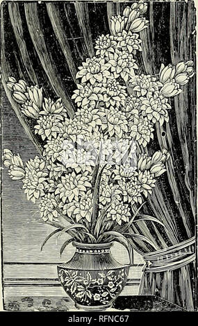. Les sélections de choix dans les semences et les plantes. Pépinières (Horticulture) New York (État) - Tarrytown catalogues ; graines de fleurs, graines de légumes Catalogues Catalogues Catalogues ; fruits ; plantes ornementales ; catalogues, matériel et fournitures de jardinage Catalogues. Les SÉLECTIONS DE CHOIX POUR LES PLANTES, F. R. P1PERSONNE CO., TARRYTOWN-ON-HUDSON, N. Y. 21 LES BULBES D'ÉTÉ. Les bégonias tubéreux enracinés ayant pris des arrangements avec l'un des plus grands producteurs et les plus raffinés de bégonias tubéreux en Europe de nous fournir la totalité de son produit, nous sommes en mesure d'offrir ces ampoules à des prix exceptionnellement bas. Examen personnel de ce stoc Banque D'Images