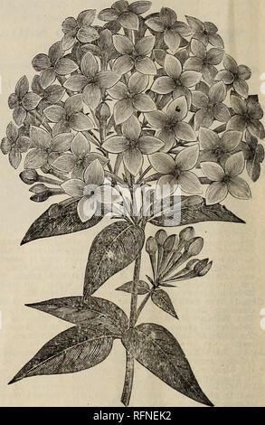 . Catalogue illustré de plantes, bulbes, arbres, etc.. Pépinières (Horticulture) Kentucky Louisville catalogues ; plantes, fleurs ornementales ; catalogues ; Catalogues Catalogues des Plants des Arbres, des fruits des catalogues. Musa Ensete. Feuillage mentale, peuvent être cultivées en pot ou fort, et qui porte du fruit ; comme plante ornementale en hiver. $1 et $2 ; petites 50 cents chacun. MUSA ENSETE Abyssin (banane). La plus grande plante en culture, dans les dimensions gigantesques. Les plantes plus de 75 cents, $1, $1.50 et $2 ; un à deux pieds, 25 cents à 50 cents chacun. Les bégonias. Voir liste spécial, pages 22 à 25. Bouvarclias. Thes Banque D'Images