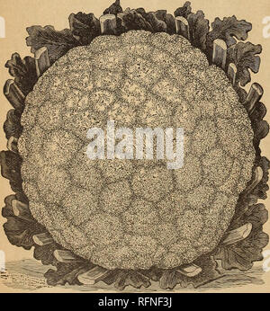 . Nebraska Seed Co. catalogue annuel fiable : jardin et des semences de ferme. Omaha Nebraska de pépinière ; catalogues de graines de fleurs, graines de légumes Catalogues Catalogues. Meilleur Début de chou-fleur. Meilleur Début de chou-fleur. Cette grande variété s'est avérée être le meilleur début de choux-fleur dans la culture. Il a atteint sa perfection après seize ans sélection par un producteur, et est remarquable tant par sa précocité et la certitude d'extra-tête dans les deux plus importantes caractéristiques que nous savons aucun autre souche '••ha ? Peut l'égaler. De nain, port compact, avec court pédoncule, il porte close plantin Banque D'Images