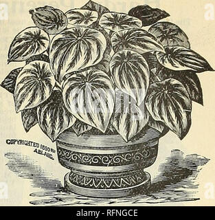 . Catalogue de semences de Wilson : usine, arbre et live stock, frais annuels et fiable sur le terrain jardin &AMP ; semences de fleurs. Pépinière en Pennsylvanie ; Catalogues Catalogues ; Graines de légumes graines de fleurs ; Catalogues Catalogues Catalogues du bétail ; fruits ; le matériel de pépinière, de légumes, fleurs, fruits, l'élevage. Salvia Clara menti homme. jours. Chaque, 10c : 3 pour 25c. IMPATIENS SULTANA. IPOMCEA LEARI, (le géant de gloire du matin. Les fleurs sont de six pouces de diamètre ; un bleu azur profond, avec rayons rougeâtres en ap- ple. Chaque, 10c ; 3 pour 25c'IPOMCEA MEXICANA. (À Remous- nombreuses enracinés matin gloire.) Cette belle climber a un brillant foncé Banque D'Images