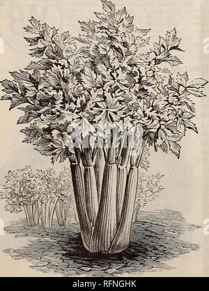 . Burpee's les prix pour 1897 : les meilleures semences que croître. Pépinière en Pennsylvanie Philadelphie ; Catalogues Catalogues Catalogues fleurs ; légumes ; les petits pois ; Catalogues Catalogues de semences. Nouvelle CAROTTE,- Long : jaune, Stump-Rooted. Ce nouveau produit de longues carottes, effiler les racines, arrondies à la fin, de bonne taille, et de la véritable couleur jaune. La plupart d'ex- cellente qualité pour la table, il se conserve bien et est suffisamment productif pour être cultivées pour l'alimentation du stock. La carotte présente la belle apparence montre l'illustra- tion. Comme le fameux Oxheart et Chan- tenay, c'est aussi en France. La Banque D'Images