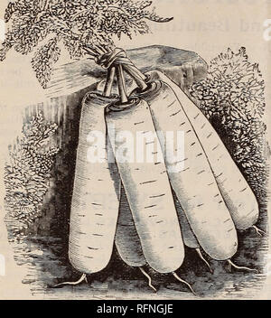 . Burpee's les prix pour 1897 : les meilleures semences que croître. Pépinière en Pennsylvanie Philadelphie ; Catalogues Catalogues Catalogues fleurs ; légumes ; les petits pois ; Catalogues Catalogues de semences. ATLEE BURPEE 4 &AMP ; CO-, Philadelphie.. Nouvelle CAROTTE,- Long : jaune, Stump-Rooted. Ce nouveau produit de longues carottes, effiler les racines, arrondies à la fin, de bonne taille, et de la véritable couleur jaune. La plupart d'ex- cellente qualité pour la table, il se conserve bien et est suffisamment productif pour être cultivées pour l'alimentation du stock. La carotte présente la belle apparence montre l'illustra- tion. Comme le fameux Oxheart et chan- Banque D'Images