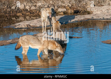 Les chacals indiens dans le parc national de Ranthambore au Rajasthan, Inde Banque D'Images