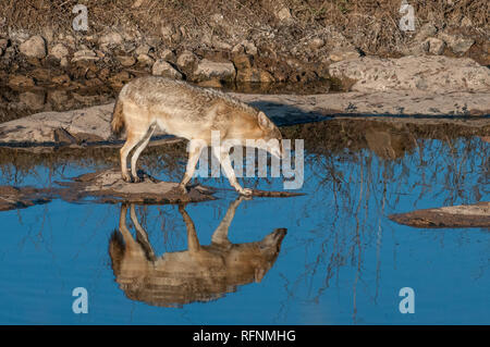 Les chacals indiens dans le parc national de Ranthambore au Rajasthan, Inde Banque D'Images