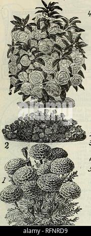 . Catalogue Printemps  : roses, plantes, semences. Pépinières (Horticulture) Saint Louis Missouri ; catalogues de bulbes (plantes) ; Catalogues Catalogues Fleurs Graines légumes ; fruits ; Catalogues Catalogues ; pépinières (Horticulture) ; bulbes (plantes) ; les fleurs, de légumes, de fruits. Semences de fleurs ministère. 21 JEUNES EST BON MARCHÉ COLLECTION DE SEMENCES DE FLEURS.. Veuillez noter que ces images sont extraites de la page numérisée des images qui peuvent avoir été retouchées numériquement pour plus de lisibilité - coloration et l'aspect de ces illustrations ne peut pas parfaitement ressembler à l'œuvre originale.. C. Young &AMP ; Fils' Co ; Henry G. Gilbert et pépinière Banque D'Images