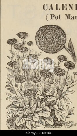 . Pour 1897 Catalogue de semences et d'outils. Horticulture pépinières (Connecticut) ; Catalogues Catalogues de graines ; outils de jardin ; instruments agricoles Catalogues Catalogues. CALENDULA. (Souci officinal). Météore. V e r y beau, pcr- fectly, double et joliment rayé, les pétales étant- couleur crème, bordé de jaune orange- y&gt ; faible. La couleur est très frappant, aud la profusion avec laquelle ils fleurissent depuis des mois est re- marquables. Hardy annuelles. Par paquet, 5 100 ?. Calendula. Prince d'Orange. Cette plante pro- duces grand, brillant, profondément imbriqué dans une grande profusion de fleurs. La couleur est un j st clair Banque D'Images