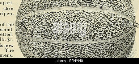 . Catalogue annuel de graines et bulbes. Les graines de légumes, graines de fleurs Catalogues Catalogues Catalogues ; fruits ; Matériel et fournitures de jardinage ; Catalogues Catalogues commerciaux New York (État) de Buffalo. Catalogue DE LÉGUMES, DE FLEURS ET DE SEMENCES DE FERME. 15 Melon, musc. Français, le melon. Allemand, 5DMone. COUTURE.-Un once planteront pour hills ; 2 livres planteront un acre "ach, une douzaine de graines dans une colline. Diluer à 2 ou 3 plantes, quand hors de danger de bogues. Bien fumier avec de vieux compost pourri. Un léger, sec, un sol sableux est la meilleure. Utilisez beaucoup de limace-shot, de suie, de cendres de bois ou de marcher sur les bugs. Ils sont v Banque D'Images