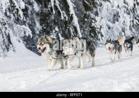 Une équipe de quatre chiens de traîneau Husky s'exécutant sur un chemin désert enneigé. Traîneau à chiens en hiver nature tchèque. Chiens Husky dans une équipe de winte Banque D'Images