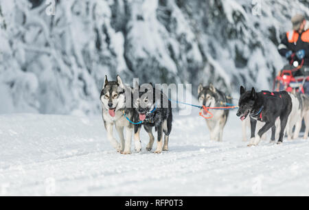 Une équipe de quatre chiens de traîneau Husky s'exécutant sur un chemin désert enneigé. Traîneau à chiens en hiver nature tchèque. Chiens Husky dans une équipe de winte Banque D'Images