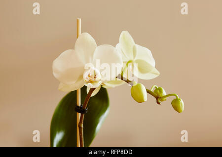 Une orchidée blanche Palaenopsis,fleurs,à l'extrémité d'une tige avec un fond uni Banque D'Images