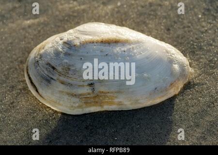 DEU, Allemagne, Amrum island Mer : Amrum. Mya arenaria, shell. Banque D'Images