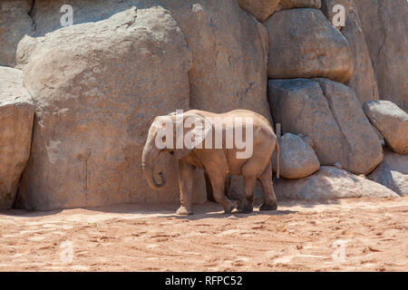 À l'éléphant du zoo Bioparc de Valence, Communauté Valencienne, Espagne Banque D'Images