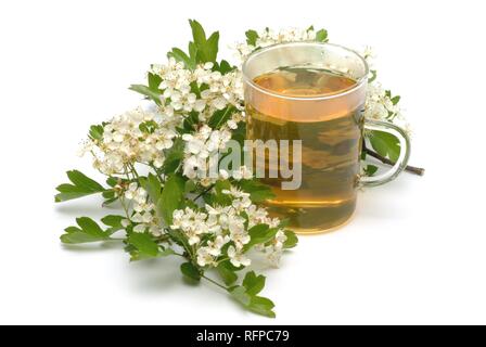 Tisane faite d'aubépine, Crataegus monogyna Banque D'Images