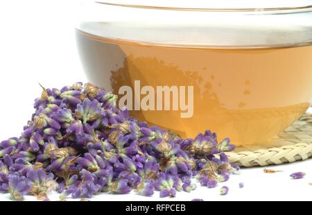 Tisane faite de lavande Lavendula officinalis, vulgaris, angustifolia Banque D'Images