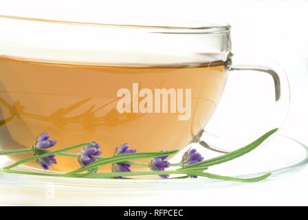 Tisane faite de lavande Lavendula officinalis, vulgaris, angustifolia Banque D'Images