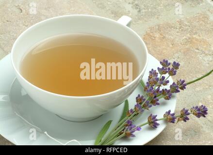 Tisane faite de lavande Lavendula officinalis, vulgaris, angustifolia Banque D'Images