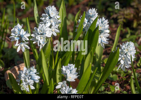 Scilla Scilla mischtschenkoana précoce, Banque D'Images