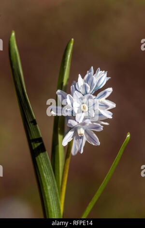 Scilla précoce, Scilla mischtschenkoana gros plan portrait fleur Banque D'Images