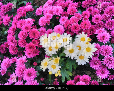 Chrysanthème Violet mixte fleurs Daisy White Background Banque D'Images