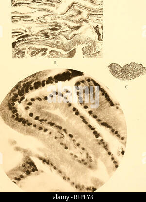 . Carnegie Institution of Washington publication. . Glande à venin D de Crotalus adamanteus. A. section longitudinale. X 9. B. La section, montrant la structure tubulaire Raminous. (Noter l'abondance des fibres musculaires de l'interacinous espaces.) X 100. C. section. X 9. D. Partie des acinus tubulaire, montrant cellules épithéliales cylindriques avec noyaux près de la base du corps cellulaire. X 1000.. Veuillez noter que ces images sont extraites de la page numérisée des images qui peuvent avoir été retouchées numériquement pour plus de lisibilité - coloration et l'aspect de ces illustrations ne peut pas parfaitement ressembler à l'œuvre originale. Banque D'Images