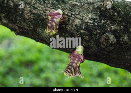 Une photo de belles fleurs violettes émergent directement à partir d'un tronc d'arbre Banque D'Images