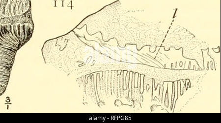 . Carnegie Institution of Washington publication. CHIM DÉVONIEN^ROIDS. 135 et sur un examen approfondi de ces vestiges, J'ai été plus que jamais convaincue qu'ils ne pouvaient pas être associé à un Chimeroid. En premier lieu, dans bien des spécimens conservés- les stries sont parfois continué longitudinalement au-dessus de la côte "sockets", montrant, en d'autres termes, qu'ils étaient absolument contrairement à centra vertébraux. (Cf. fig. 114, /.) En outre, et c'est, je crois, plus convaincant, plusieurs de ces fossiles ont montré une délicate à la torche à une extrémité, comme l'embouchure d'une trompette, qui à la fois su Banque D'Images