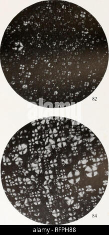 . Carnegie Institution of Washington publication. . 79 et ainsi. Cornulum Arum. 81 et 82. Arum ilalicum. 83 et 84. Ariswma triphyllum.. Veuillez noter que ces images sont extraites de la page numérisée des images qui peuvent avoir été retouchées numériquement pour plus de lisibilité - coloration et l'aspect de ces illustrations ne peut pas parfaitement ressembler à l'œuvre originale.. Carnegie Institution de Washington. Washington, Carnegie Institution of Washington Banque D'Images