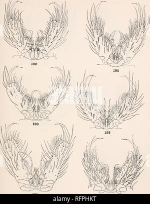 . Carnegie Institution of Washington publication. 159 Publication 28 de la plaque. 191 194 pièces génitales mâles. 189. Curriei Coquillett Aedes. 190. Onondagensis quaylei Aedes Dyar &AMP ; Knab. 191. L'Aedes euedes Howard, Dyar &AMP ; Knab. 192. L'Aedes atlanticus Dyar &AMP ; Knab. 193. L'Aedes canadensis Theobald. 194- Aedes serratus Theobald.. Veuillez noter que ces images sont extraites de la page numérisée des images qui peuvent avoir été retouchées numériquement pour plus de lisibilité - coloration et l'aspect de ces illustrations ne peut pas parfaitement ressembler à l'œuvre originale.. Carnegie Institution de Washington. Washington, Carneg Banque D'Images