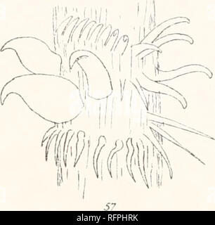 . Carnegie Institution of Washington publication. -O. Veuillez noter que ces images sont extraites de la page numérisée des images qui peuvent avoir été retouchées numériquement pour plus de lisibilité - coloration et l'aspect de ces illustrations ne peut pas parfaitement ressembler à l'œuvre originale.. Carnegie Institution de Washington. Washington, Carnegie Institution of Washington Banque D'Images