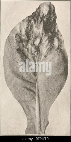 . Carnegie Institution of Washington publication. 230 bactéries PAR RAPPORT AUX MALADIES DES PLANTES. Les faisceaux vasculaires à la base de la nervure principale verte étaient dorés et occupées par les bactéries. Cavités ont été formées dans la côte de tels congés. Ce brunissement et bactériennes surfac- tion ne se limite pas, cependant, à la base du pétiole ou de la nervure principale, mais peut s'expliquer par l'intermédiaire de cette dernière pour une distance de 1 à 2 pieds. Dans certains cas aussi le brunissement et de bactéries ont été retrouvées sur l'occupation en succursales de la nervure principale. L'apparence de certaines côtes noircies en coupe et de peti Banque D'Images