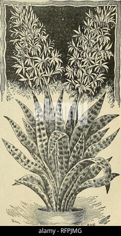 . Pour 1896 gems floral. Graines de fleurs catalogues ; bulbes (plantes) ; Catalogues Catalogues Roses ; plantes ornementales ; catalogues, catalogues commerciaux Ohio Springfield ; fleurs ; bulbes (plantes) ; Roses ; plantes ornementales ;, catalogues commerciaux. SEMPERVIVUM REPENS. C'est l'une des plus grandes curiosités de toutes les succulentes, et peut à juste titre être appelée l'arbre miniature B Myan-, pour ses racines aro envoyé vers le bas- paroisses et devenir les tiges de la plante pour son soutien, et lorsqu'il est cultivé dans une casserole peu profonde ou pot c'est très intéressant. Prix, 15 cents chacun. LOPEZIa" ROSEA. Lumineux pin rouge, plante à fleurs, fleurs de con Banque D'Images