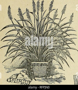 . Pour 1896 gems floral. Graines de fleurs catalogues ; bulbes (plantes) ; Catalogues Catalogues Roses ; plantes ornementales ; catalogues, catalogues commerciaux Ohio Springfield ; fleurs ; bulbes (plantes) ; Roses ; plantes ornementales ;, catalogues commerciaux. Frères McGregor, fleuristes, Springfield, Ohio, 77. SEMPERVIVUM REPENS. C'est l'une des plus grandes curiosités de toutes les succulentes, et peut à juste titre être appelée l'arbre miniature B Myan-, pour ses racines aro envoyé vers le bas- paroisses et devenir les tiges de la plante pour son soutien, et lorsqu'il est cultivé dans une casserole peu profonde ou pot c'est très intéressant. Prix, 15 cents chacun. LOPEZIa" RO Banque D'Images