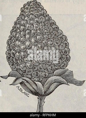 . Fraises, framboises, mûres, Groseilles, Raisin, groseilles, rhubarbe, asperges, pomme, cerise, pêche, poire : printemps 1896. Pépinière New Jersey ; Catalogues Catalogues des Plants des Arbres Fruits Fruits ; catalogues ; semis Semis arbres plantes ornementales ; catalogues, catalogues. Le JAPON MAYBERRY. RUBUS-Sorbifolius (fraise-framboise.) est une variété du Japon de la framboise ou Noir- berry famille mais peu connue dans ce pays. À partir de la description de notre correspondant au Japon, dont le haut sur recommandation nous avons acheté un stock de plantes. C'est de solide, robuste, à la verticale, la diffusion de h Banque D'Images