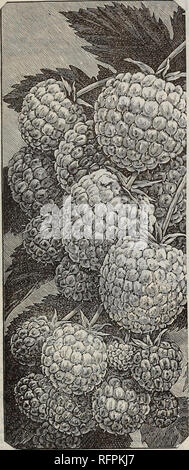 . Fraises, framboises, mûres, Groseilles, Raisin, groseilles, rhubarbe, asperges, pomme, cerise, pêche, poire : printemps 1896. Pépinière New Jersey ; Catalogues Catalogues des Plants des Arbres Fruits Fruits ; catalogues ; semis Semis arbres plantes ornementales ; catalogues, catalogues. 35. Le JAPON MAYBERRY. RUBUS-Sorbifolius (fraise-framboise.) est une variété du Japon de la framboise ou Noir- berry famille mais peu connue dans ce pays. À partir de la description de notre correspondant au Japon, dont le haut sur recommandation nous avons acheté un stock de plantes. C'est de solide, robuste, dressée, spreadi Banque D'Images