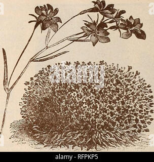 . Le catalogue de semences et McCullough guide de l'amateur, 1896. Graines de fleurs ; catalogues ; Catalogues Catalogues des plants des arbres de fruits ; instruments agricoles ; Catalogues Catalogues commerciaux Cincinnati Ohio ; légumes ; fleurs ; des arbres fruitiers ; instruments agricoles ; catalogues commerciaux. LADY SLIPPER. (Voir Baume. LARKSPUR.. ANNUA I.. DKLPHIXIUM Crystal Palace, Lobelia Compacta. Hardy annuelles, la production de fleurs, qui spi dense sont très belle vue sur le jardin ou à la coupe de vases. LOBELIA. LANTANA. 277 Fusée Nain. Plus belle, Double mixte. 1 278 pi de hauteur fusée. Plus belle, Double mixte. 2 % ft. .. 279 D Banque D'Images