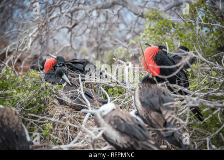 Grande Frégate superbe nichant dans les Galapagos Banque D'Images