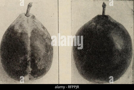 . La Pépinière de Fresno Co. : 1922-23. Horticulture pépinières (Californie) ; catalogues de Fresno à Fresno en Californie pépinière arbres ; Catalogues Catalogues Fresno en Californie ; des arbres fruitiers Californie Fresno Fresno California raisins ; catalogues ; Catalogues Catalogues Fresno California Fruits escalade ; pl. L Santa Rosa 6 à 8 ft. les arbres et l'étrier pas moins de  % po 4 à 6 ft. d'arbres pour ne pas l'étrier inférieur à Y2 po 3 à 4 pieds. les arbres et l'étrier pas moins de  % po 2 à 3 ft. les arbres et l'étrier pas moins de  % pouce-PRUNES sur l'amande et de pêche chaque 10 100 1000 6 à 8 pieds $ .80 6,00 $ 50,00 $ 450,00 $ 4 à 6 pi 0,75 5,50 45,0 Banque D'Images