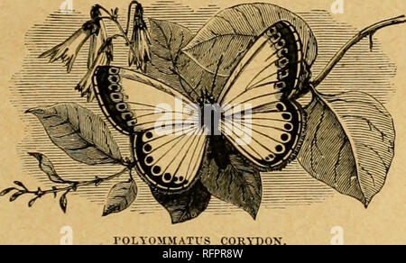 . Cassell's natural history. Les animaux ; le comportement animal. Une autre espèce {Lycana dispar, le Grand cuivre) a déjà été largement utilisé dans les fens des comtés de l'Est de l'Angleterre. Il s'étend sur deux pouces, et l'homme est brillant, cuivre witli plutôt étroit des bordures noires, et deux taches dans la cellule discoïde de les ailes antérieures. La femelle a le cuivre-coloiii-DE, les ailes antérieures avec trois taches discoïde, et d'une rangée de gros points noirs. Les ailes postérieures sont brun foncé, avec des taches noires, et une snbmarginal la bande de cuivre, et sont bhiish-gi-ey en dessous. La chenille à l'alimentation sur le grand quai, à l'eau Banque D'Images