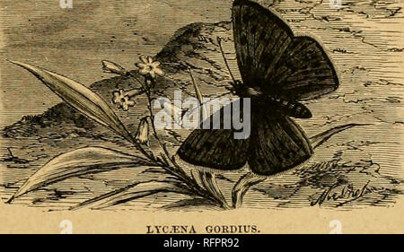 . Cassell's natural history. Les animaux ; le comportement animal. Les papillons bleu.. Une autre espèce {Lycana dispar, le Grand cuivre) a déjà été largement utilisé dans les fens des comtés de l'Est de l'Angleterre. Il s'étend sur deux pouces, et l'homme est brillant, cuivre witli plutôt étroit des bordures noires, et deux taches dans la cellule discoïde de les ailes antérieures. La femelle a le cuivre-coloiii-DE, les ailes antérieures avec trois taches discoïde, et d'une rangée de gros points noirs. Les ailes postérieures sont brun foncé, avec des taches noires, et une snbmarginal la bande de cuivre, et sont bhiish-gi-ey en dessous. La chenille utilisé pour se nourrir de Banque D'Images
