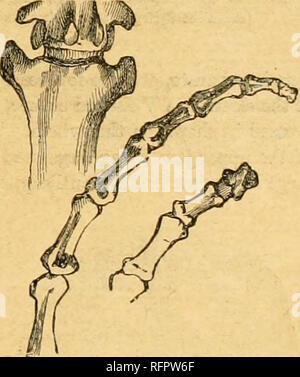 . Cassell's natural history. Les animaux ; le comportement animal. TRE HURLEURS à queue jaune. 167 Ils ont plutôt t;mauvais chefs, avec barbe et grande faible(&gt;r jaws, wliicli, avec une épaisseur de la gorge,^ donner l'apparence d'une enflure inhabituelle étant là, la cause de qui sera remarqué plus loin. Certains ont depuis longtemps et d'autres fourrures court, mais en général il y a beaucoup d'elle à propos de la tête (où il est brossé avant) Anil cou. Noir et rouge sont les couleurs préférées, et les jeunes des deux sexes diffèrent souvent dans leurs teintes de l'adulte, et les mâles des femelles.". Un genre de pai-ment Banque D'Images