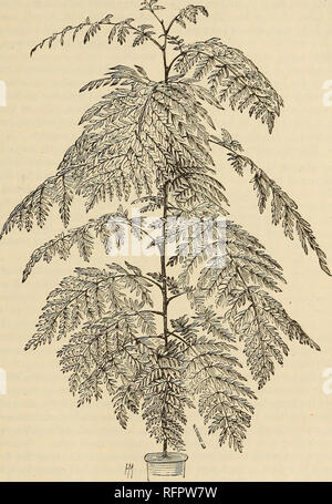 . Cassell's popular le jardinage. Le jardinage. GKEEN-hou-gt;SE DE PLANTES. 169 feuilles oblongues, se terminant en une longue de soies, de goélands bourgmestres ; Uowers blanc. Mois d'été. E. linearifolium. - Une zone densément ramifié, avec des espèces à feuilles linéaires obtus, qui sont vert foncé et glandulaires ; fleurs blanches, semblable à une étoile, imprégnée par une teinte rose-rose. Printemps et début de l'été. E. myoporoides. -Une plante robuste ; feuilles grandes pour le genre, linéaire- lancéolées, glan- dular mucron- nate et pro- duits ; fleurs court sur des grappes axilares, trois ou quatre ensemble, blanc. Début de l'été. E. neriifolium. -Laisse lanceo- tard, glandulaire, Banque D'Images