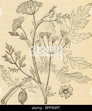 . Cassell's popular le jardinage. Le Jardinage. les plantes à fleurs où les bourgeons et les feuilles sont très en demande. Ses fleurs sont bleu vif, néanmoins, très agréable, et quelques plantes peuvent, avec des résultats satisfaisants, être autorisée à le faire. Capsicum.-c'est le nom latin de certaines plantes, appelée Guinée diversement {POIVRON Capsicum annuum), le poivron (Capsicum grossum), Cherry [Poivre Capsicum cerasiforme), et de piment : ce dernier nom étant quelque peu explanative du générique. (Français, Allemand, Fiment ; Spanischer Pf ff^^^'', l'italien, l'Peberone). Les espèces de Capsicum général Banque D'Images
