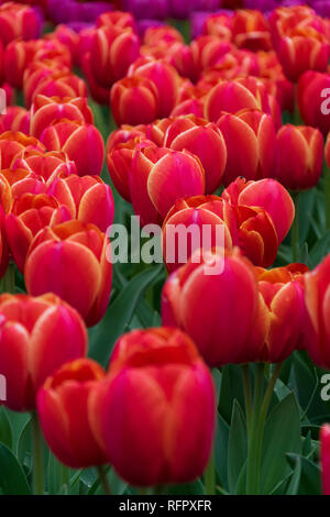 Close-up avec un champ de tulipes orange Banque D'Images