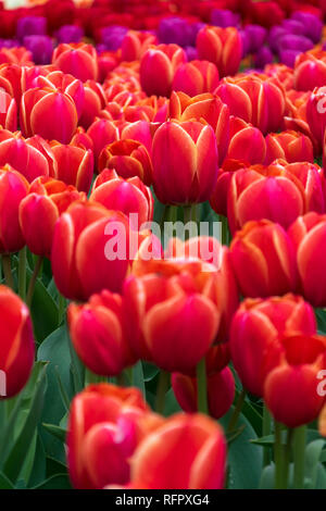 Close-up avec un champ de tulipes orange Banque D'Images