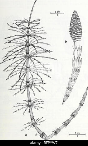 . Carpinteria Marais : environnement, l'histoire, les ressources botaniques et d'un estuaire de la Californie du Sud. L'écologie des marais de sel Le sel ; les plantes des marais. I. FIG. 36. Equisetum telmateia Ehrh. var. braunii Milde. La prêle géante. a. Sterilestem avec des branches en verticilles, b. Tige fertile avec peduncled strobile (cône).. Veuillez noter que ces images sont extraites de la page numérisée des images qui peuvent avoir été retouchées numériquement pour plus de lisibilité - coloration et l'aspect de ces illustrations ne peut pas parfaitement ressembler à l'œuvre originale.. Ferren, Wayne R ; l'Université de Californie, Santa Barbara. Herbier. Banque D'Images