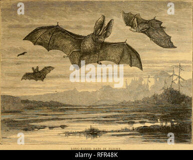. Cassell's natural history. Les animaux ; le comportement animal. Le lOXG EAHET-) BAT. Longueur 293 et la force. Le nouveau pré-moUirs exceeilingly sont variables ; il y a peut-être deux ou trois en chaque côté dans les deux mâchoires, ou un de chaque côté en haut et deux dans la mâchoire inférieure, mais l'occurrence de deux et trois ci-dessous est très rare. En règle générale, lorsqu'il y a plus de l'une pré-molaire de chaque côté de la mâchoire supérieure, le dernier d'entre eux qui est proche de la vraie molaires est plus grand que l'un ou deux plus près de la canine (voir ligiu-e, p. 292), et ces derniers sont souvent insérés dans la ligne de la rangée de dents Banque D'Images