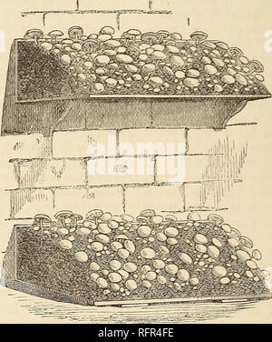 . Cassell's popular le jardinage. Le jardinage. GAEDENING 244 CASSELL'S POPULAR preuves tangibles. de la certitude de la reproduction. Le débutant doit donc placer la foi dans le résultat de ses efforts enterré, tout en attendant patiemment la question. L'Alj)ha et l'oméga de la culture de champignons est un bon approvisionnement de l'excréments, sans lequel bon lits productifs ne sont pas faciles à obtenir, bien que nous allons montrer que Hmited actuellement les numéros peuvent être cultivées sans l'aide de cette, ou tout autre lieu de naissance du fumier. Avec ce cheval-crottes balayures stable peuvent être librement mélangés, proaded derately- mo sont toutes sèches. Banque D'Images