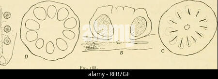 . Carnegie Institution of Washington publication. Le MARATTIALliS rangiophore 20S dans l'ensemble de la vie, sur la face supérieure est Ophioglossaceae tandis que dans le le synangia Marattiaceae sont, sur la face inférieure est une grave objection à une telle hypothèse ; et l'explication la plus plausible à l'heure actuelle semble être celle d'une stérilisation progressive ot partie de la sporophylle elle-même et l'expansion du tissu stérile dans la lamina large de la feuille portant les sporanges séparés ou synangia sur sa face inférieure. Il doit, il a admis que la différence entre les sporophylles des Marattiaceae ami ceux Banque D'Images