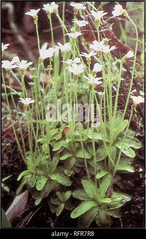 . Les plantes carnivores de Conecuh National Forest. Plantes carnivores Alabama Conecuh National Forest ; réserves forestières, l'utilisation récréative de l'Alabama. Grassette long Piuguicida primiiliflora Nom scientifique :. L'identification des caractéristiques : cultiver les rosettes à 5 pouces de diamètre. Les feuilles sont télévision lorsque ma- ture, oblongues, vert pâle. Les fleurs sont violet clair, blanchâtre au centre, avec un tube jaune, les tiges poussent à 8 pouces de long. Période de floraison : mars à mai, le scat- ment la floraison tout au long de l'été. Distribution : Le Centre de la Floride et du sud de l'Alabama à l'ouest le sud du Mississippi. Habitat : Toujours aussi Banque D'Images